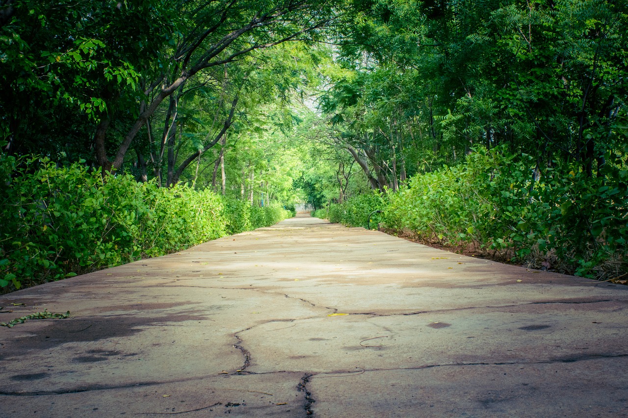 nature path way free photo