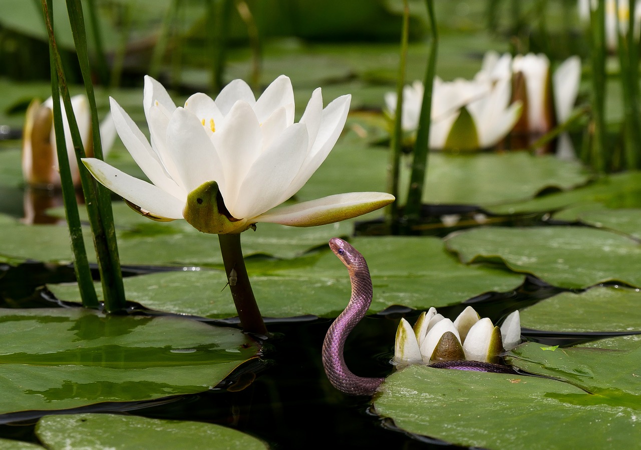 nature flower water lily free photo