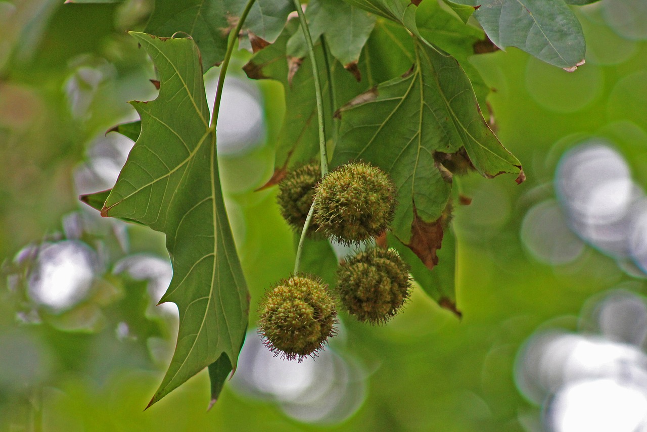 nature leaves fruits free photo