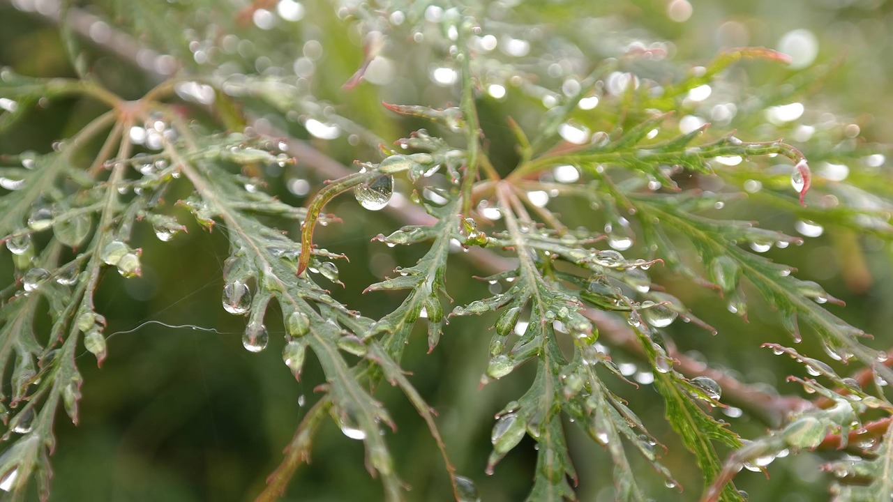 nature drop of water green free photo