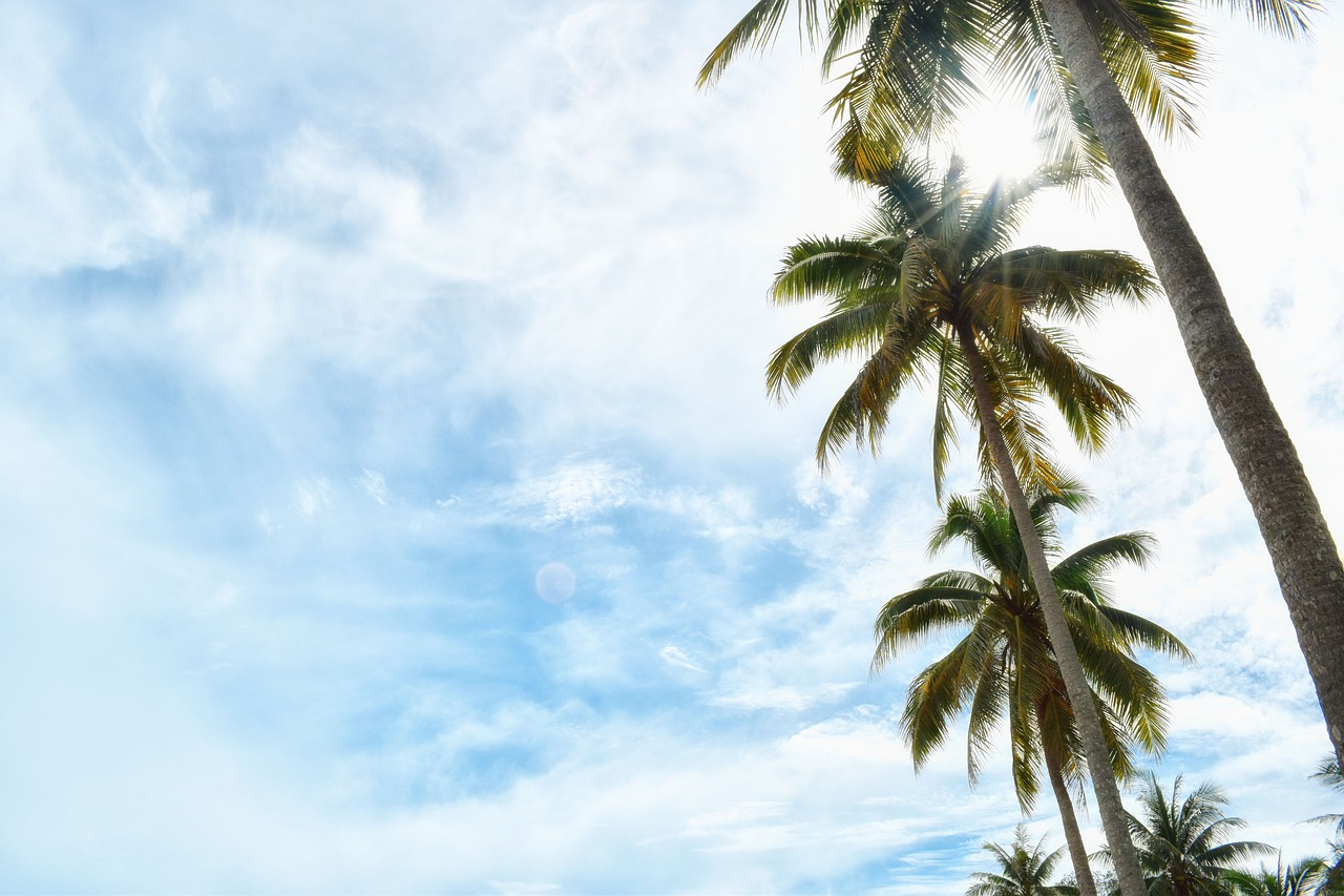 nature tree sky free photo