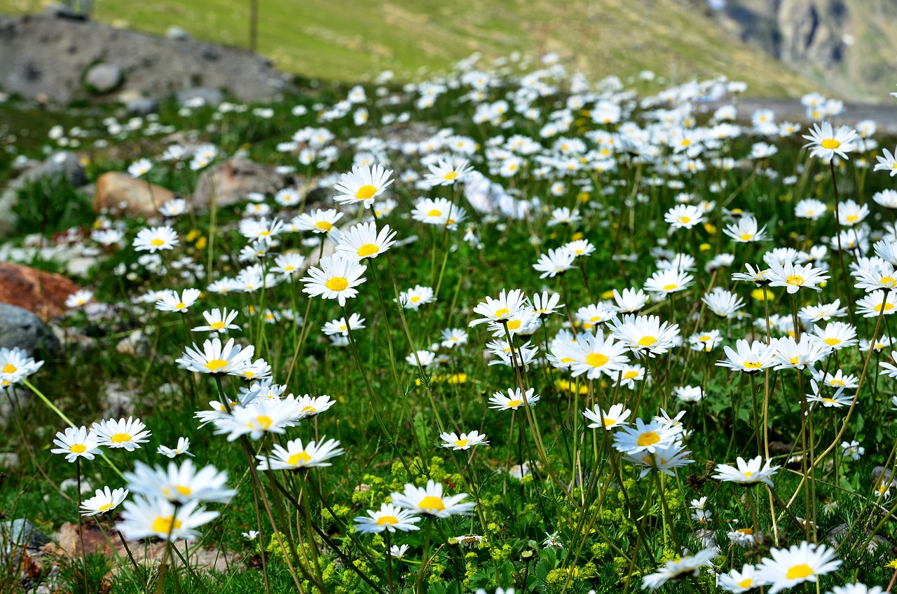 nature spring flowers free photo