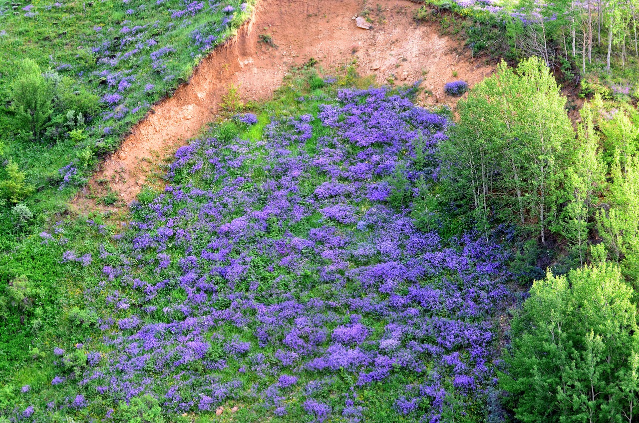 nature spring flowers free photo