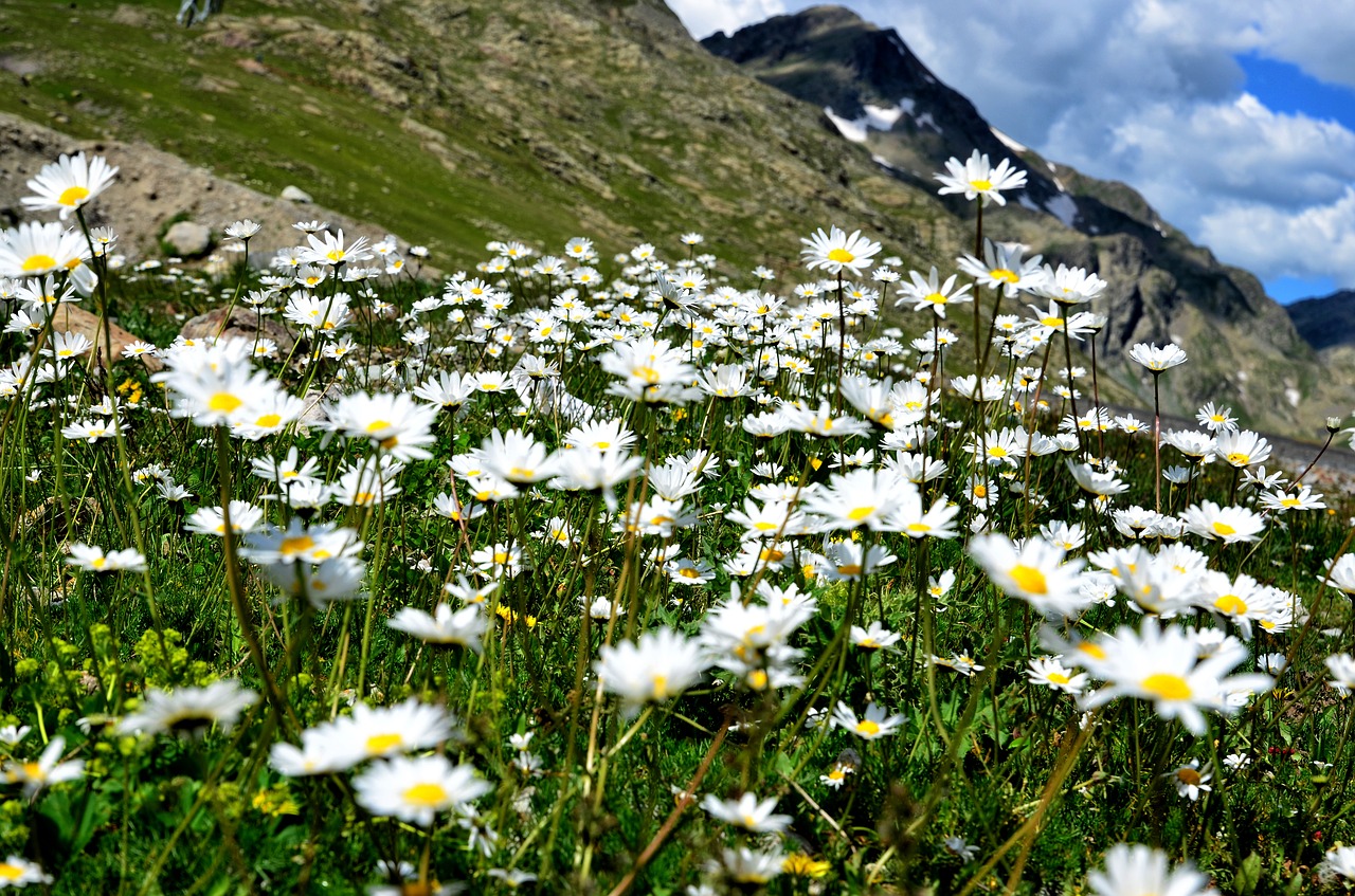 nature spring flowers free photo