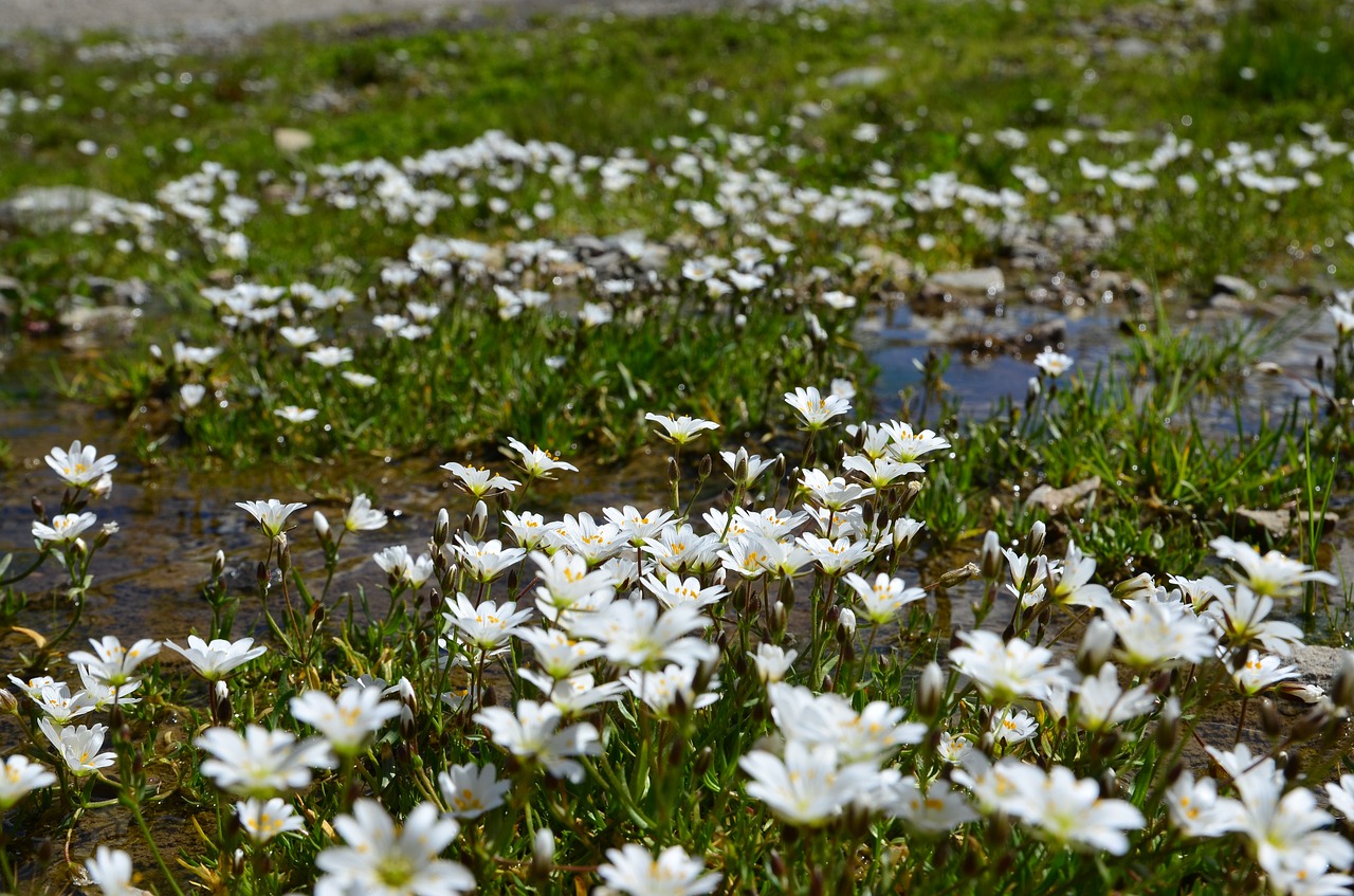 nature spring flowers free photo