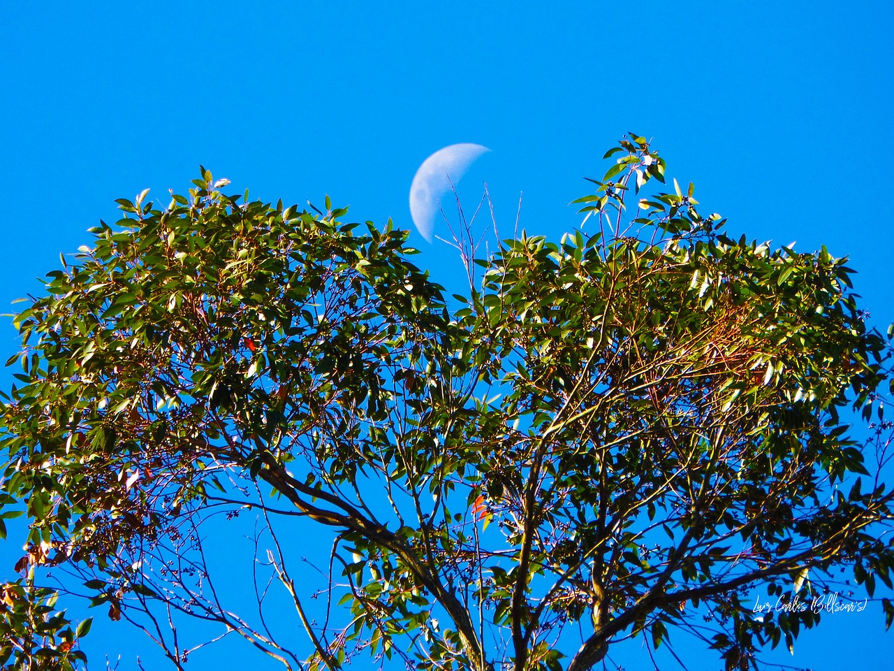 nature tree moon free photo