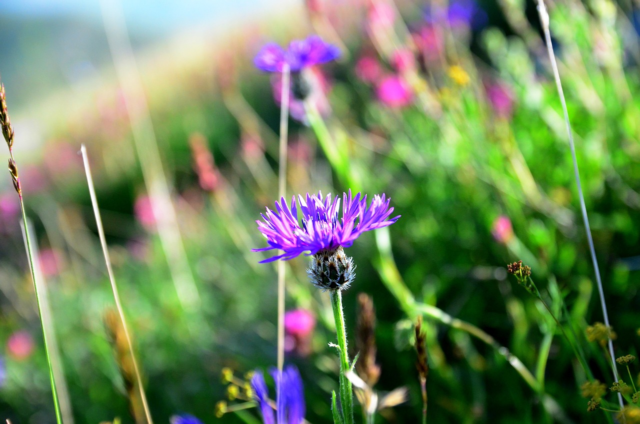 nature flower plant free photo