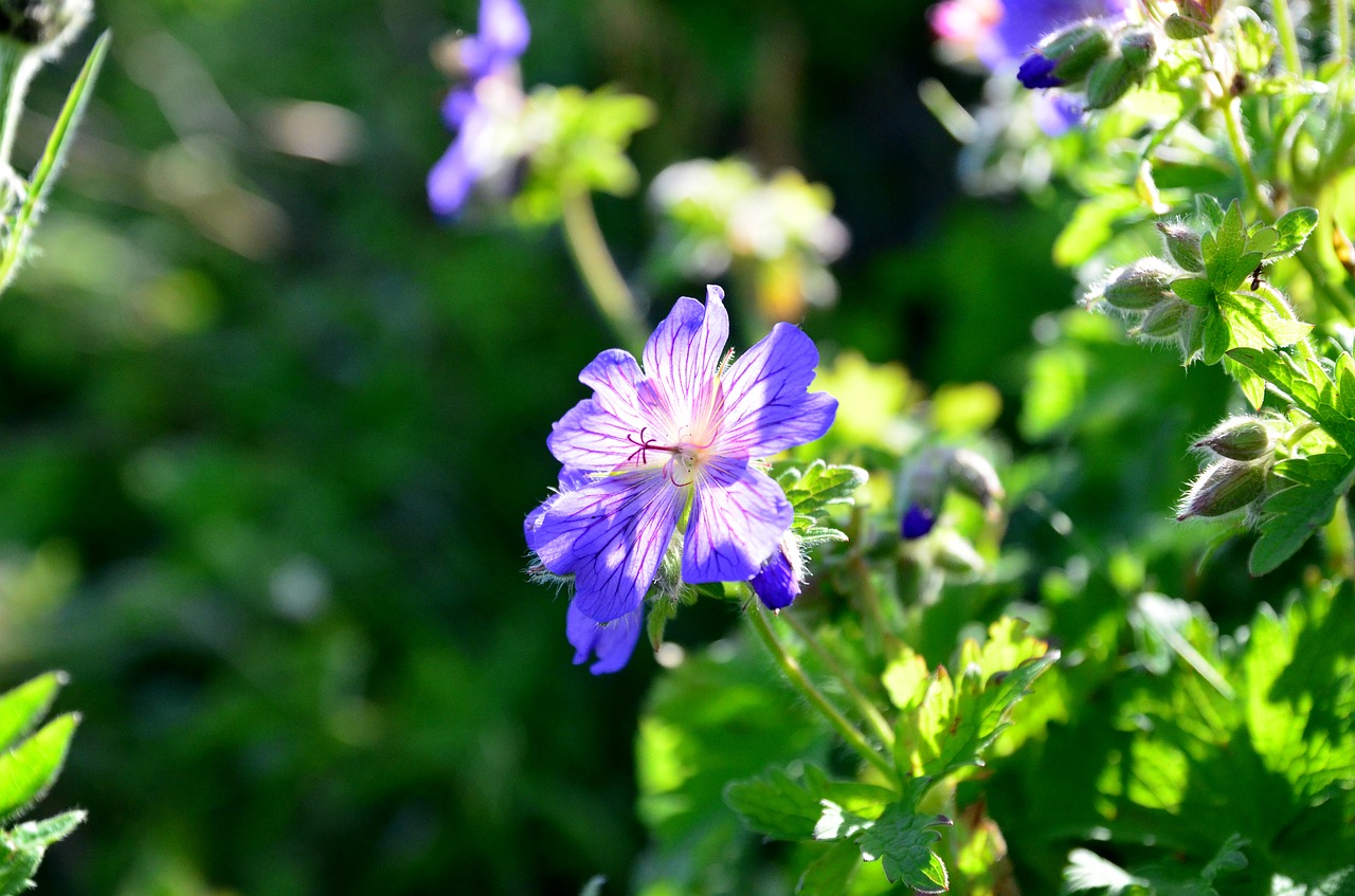 nature flower plant free photo