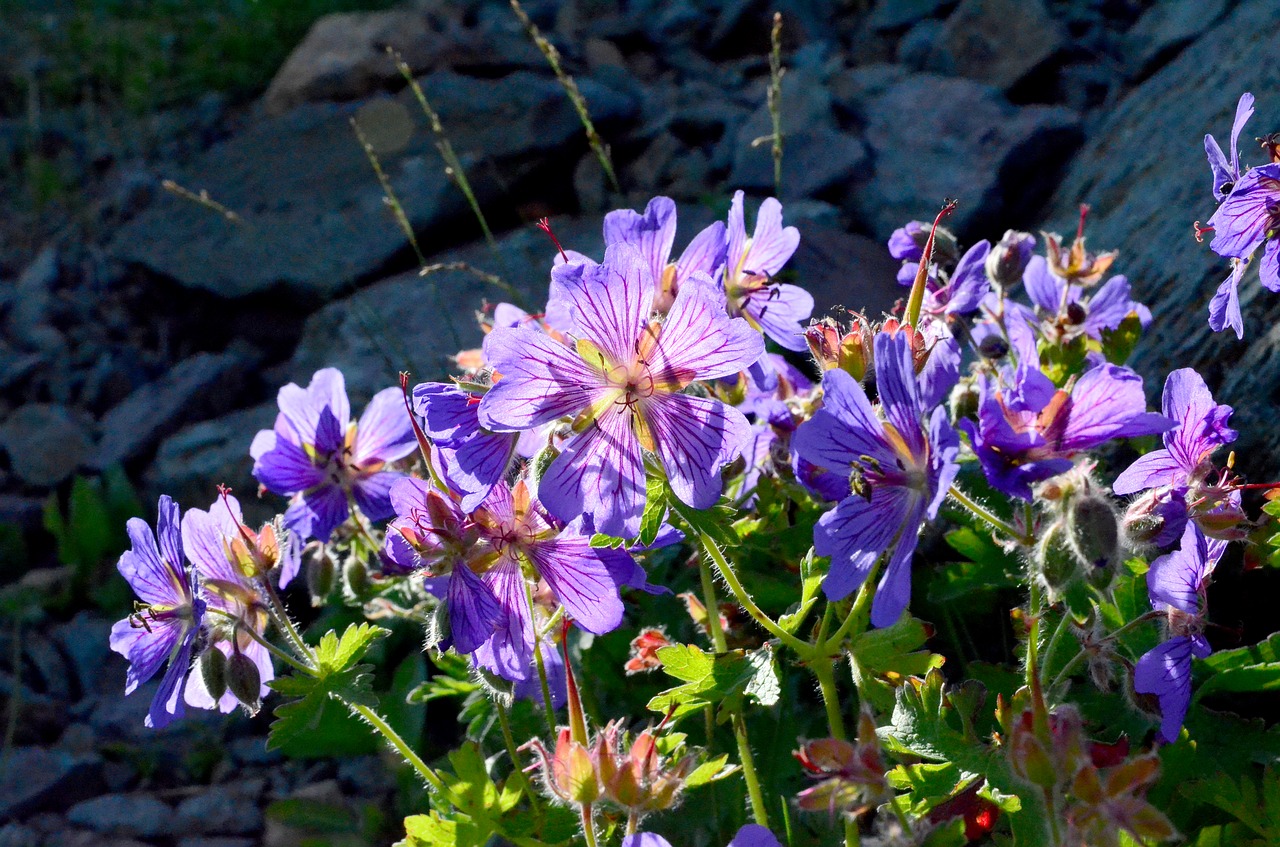 nature flower plant free photo