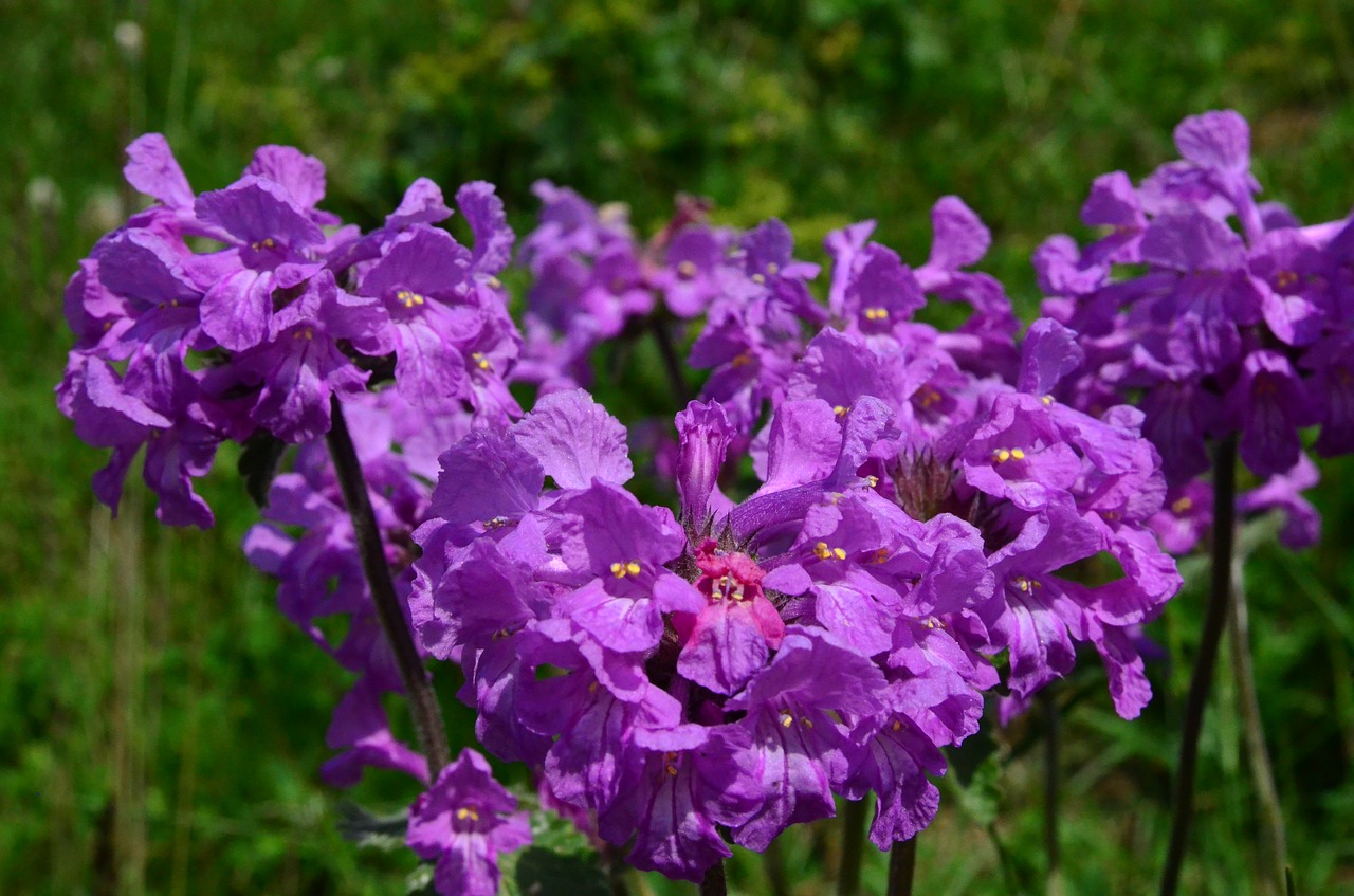 nature flower plant free photo