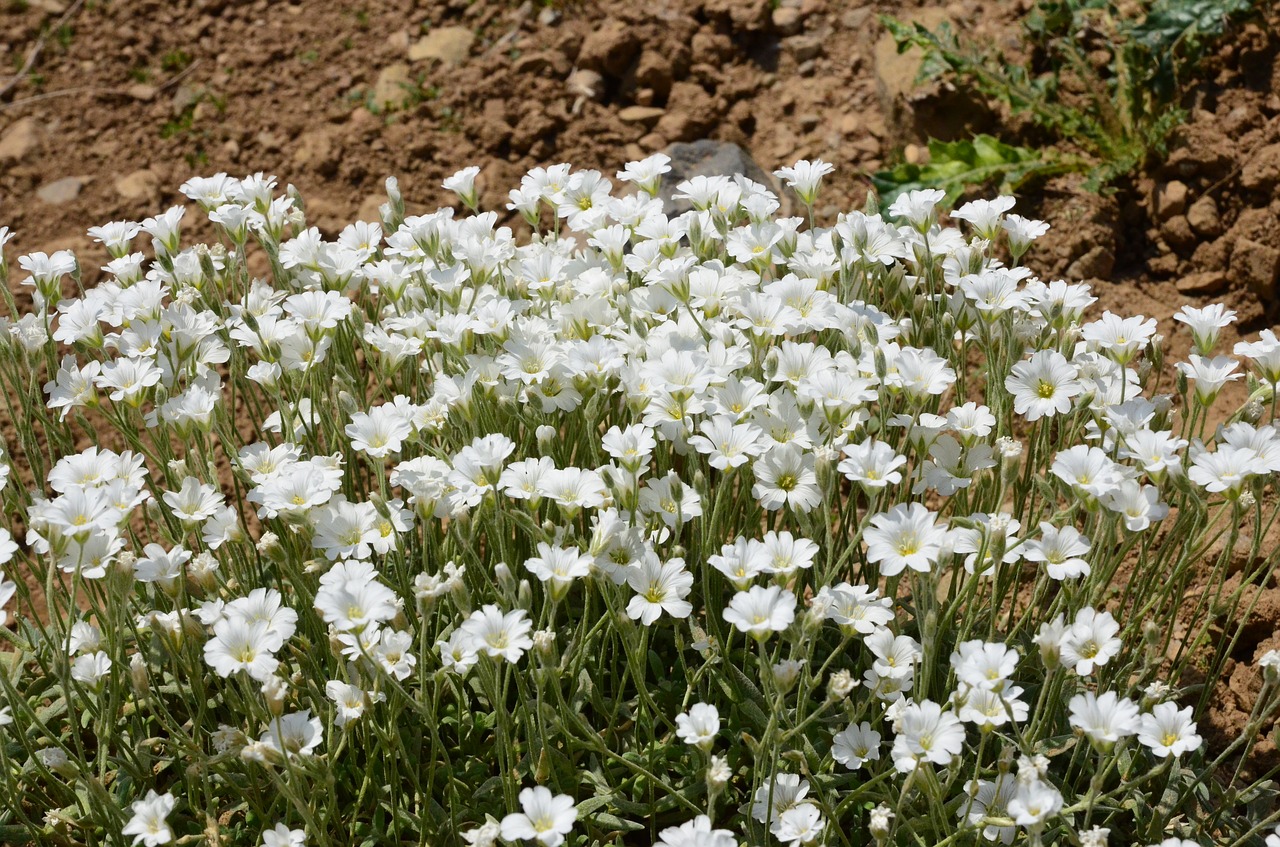 nature flower plant free photo