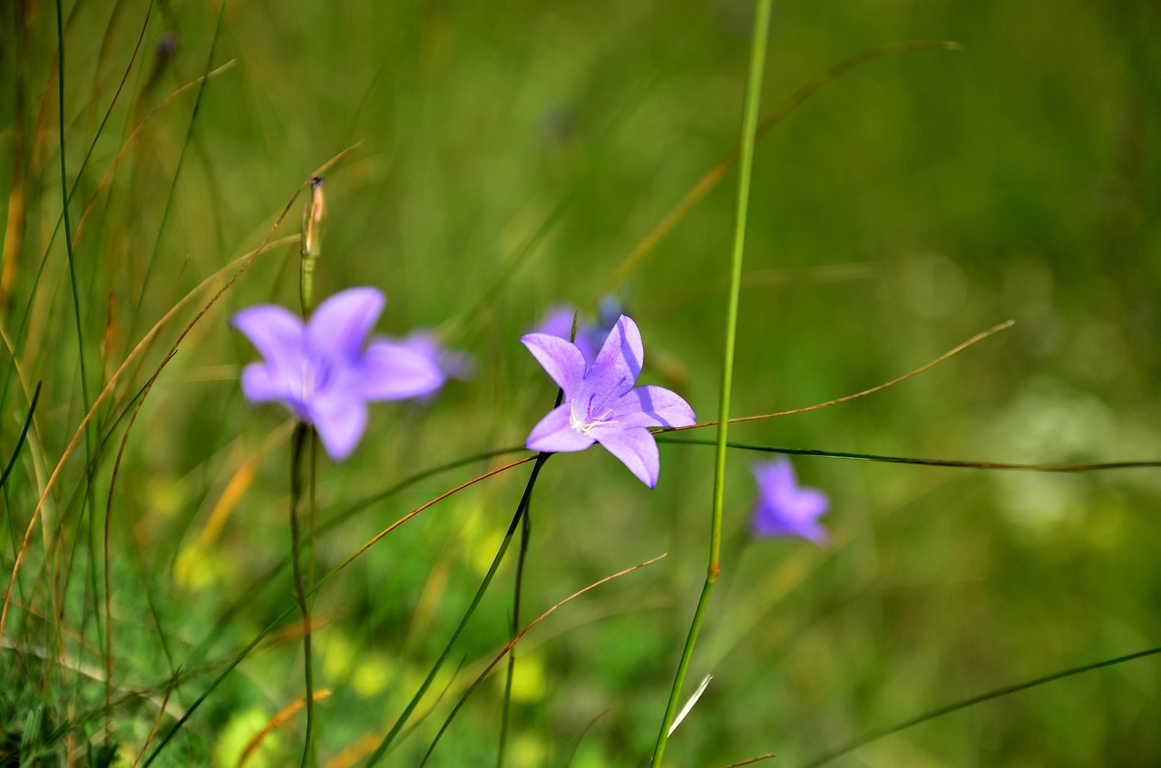 nature flower plant free photo