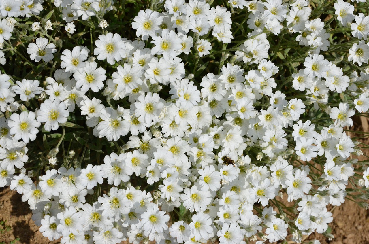 nature flower plant free photo