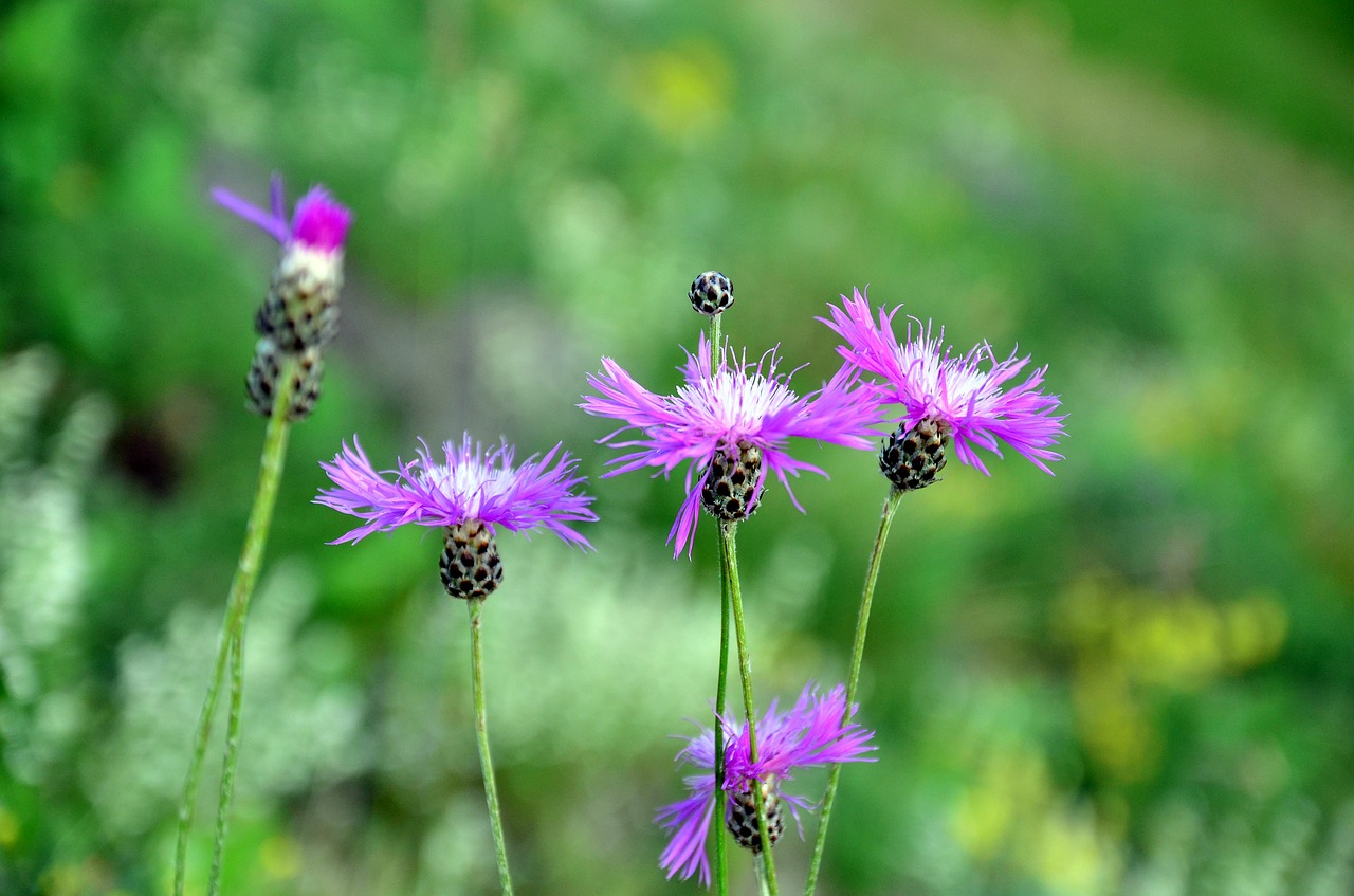 nature flower plant free photo