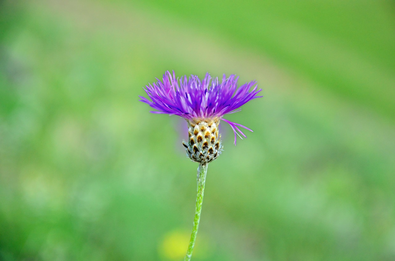 nature flower plant free photo