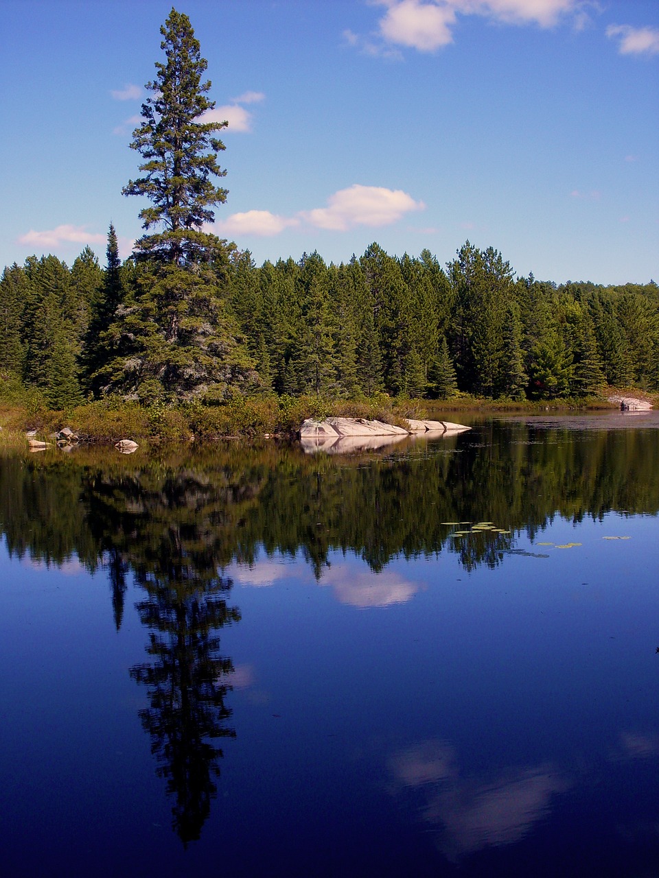 nature lake pine free photo