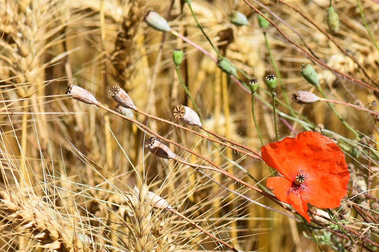 nature poppy flower free photo