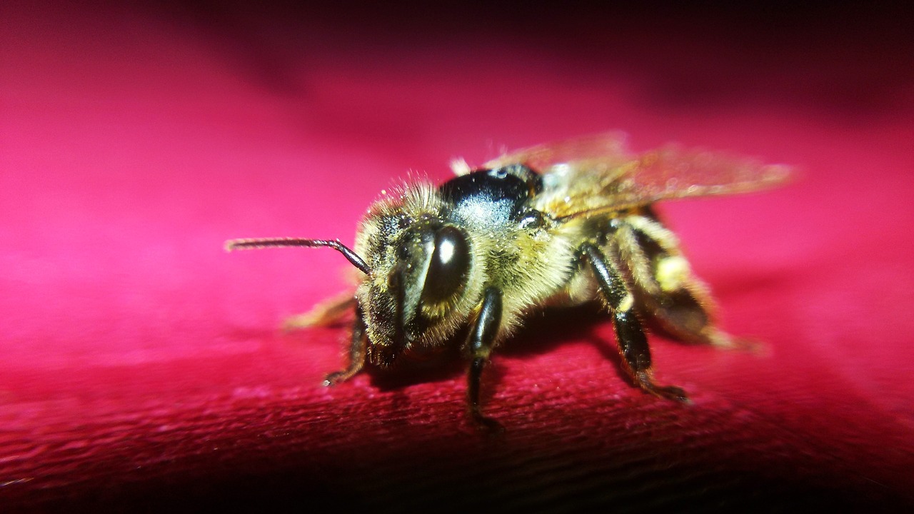 nature bee flying free photo