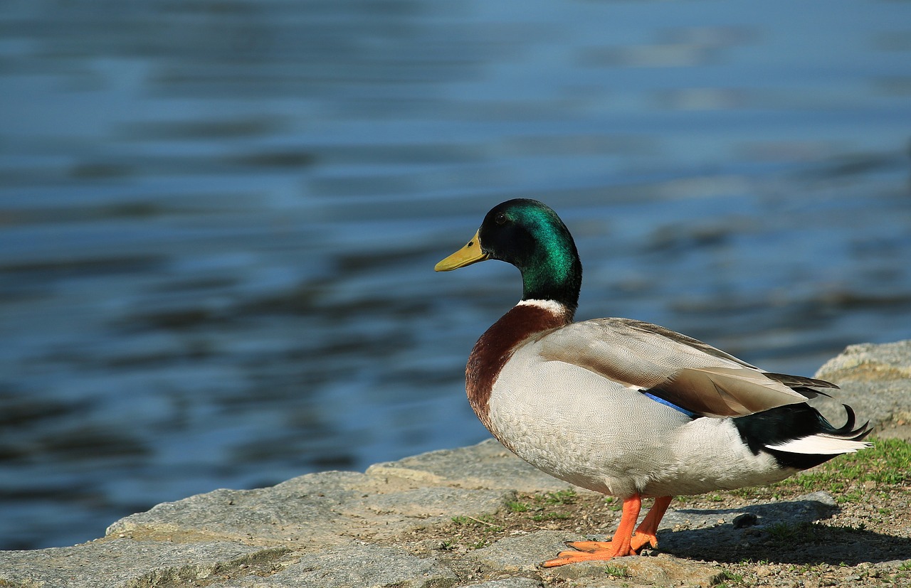 nature duck bird free photo