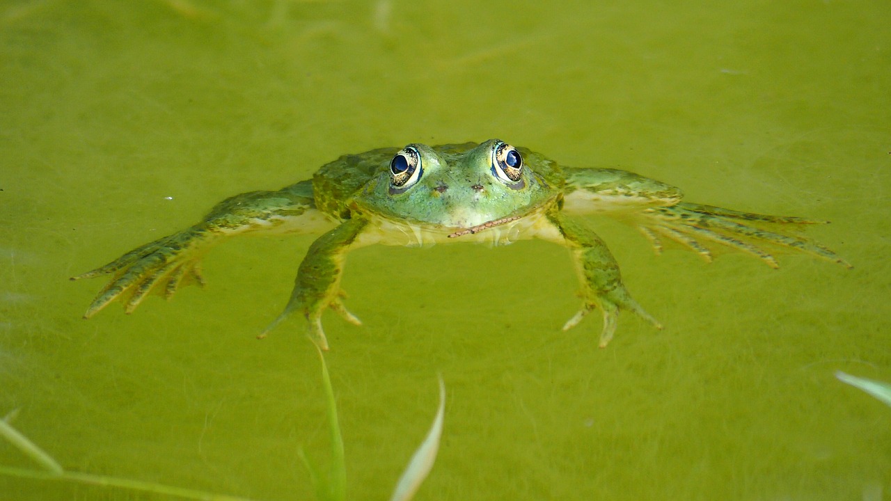nature frog pond free photo