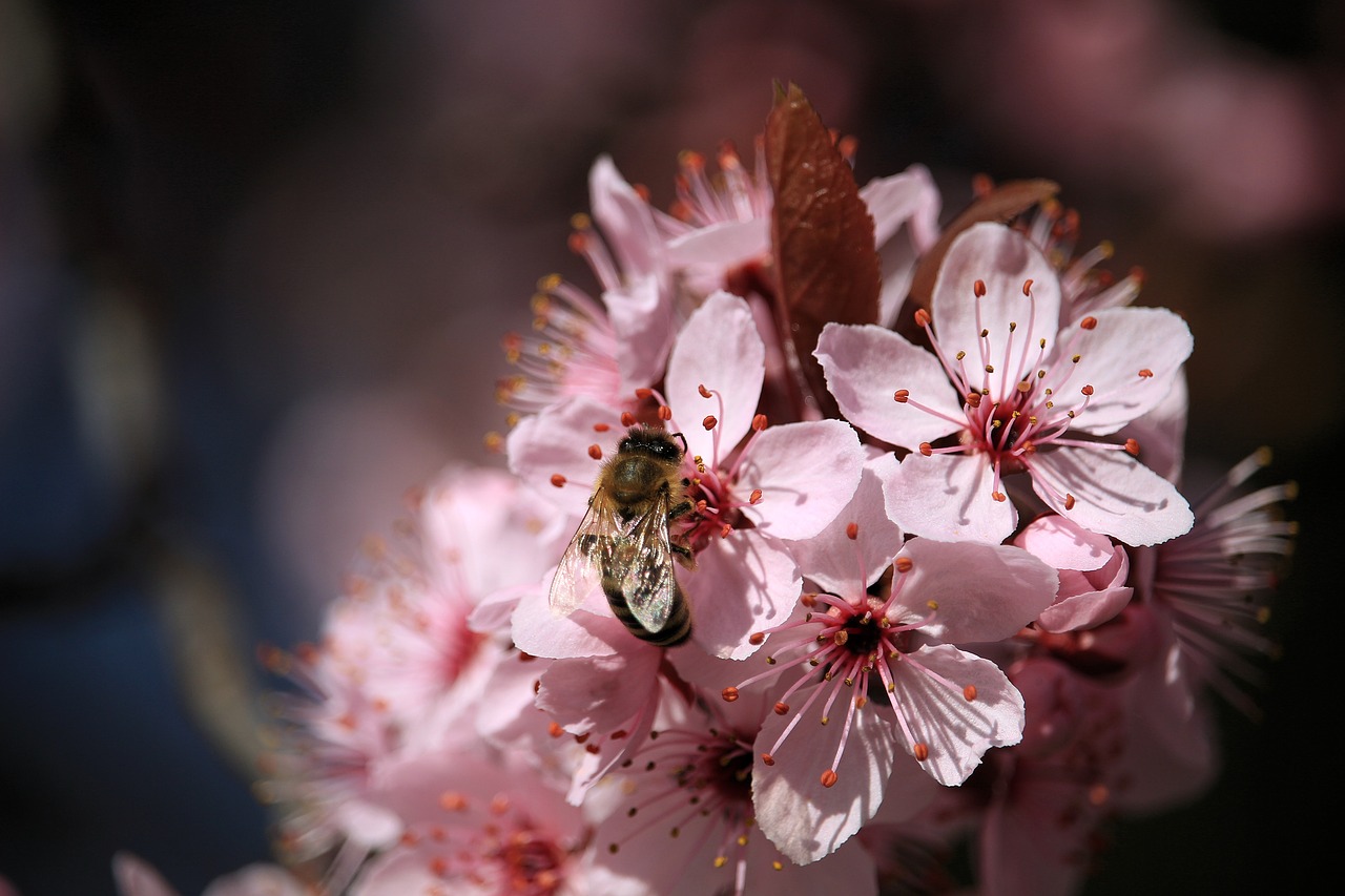 nature insect bee free photo