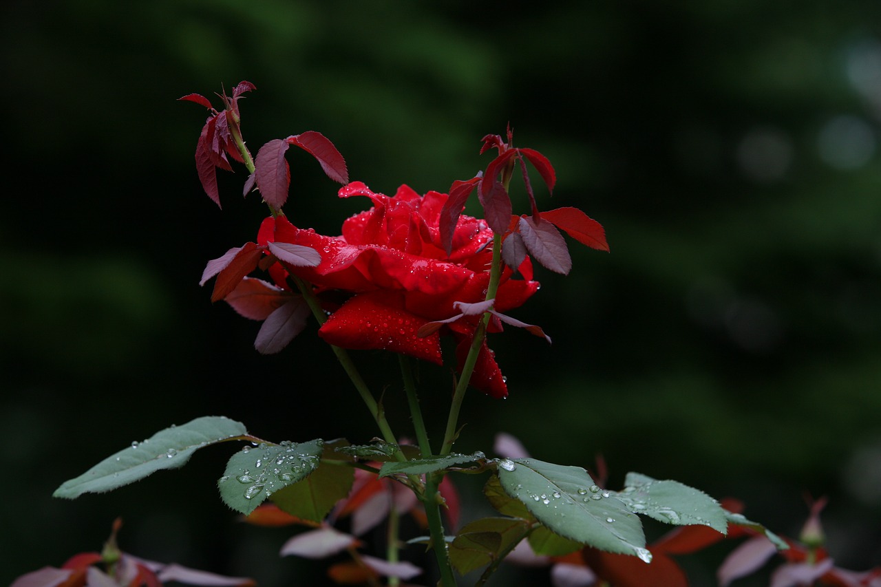 nature plants park free photo