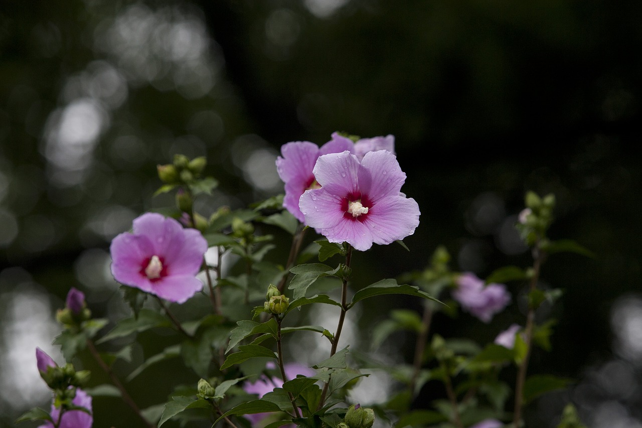 nature plants park free photo