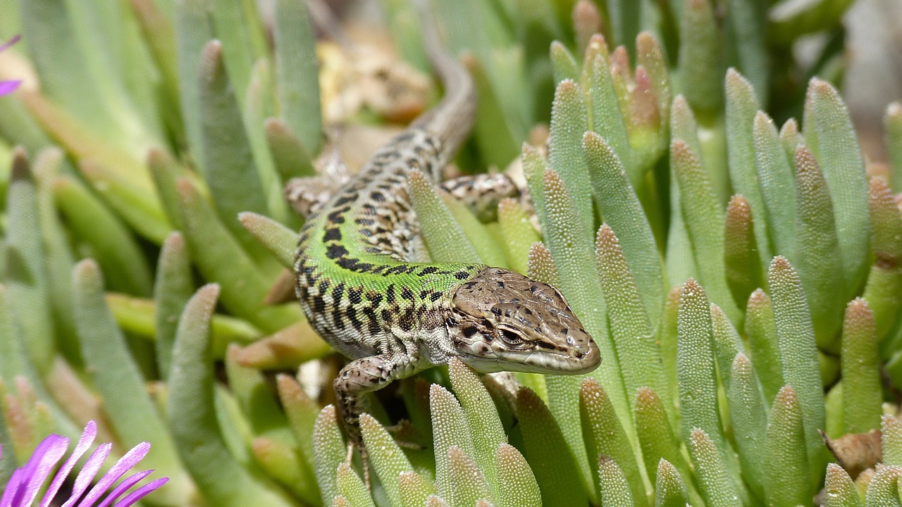 nature lizard animal free photo