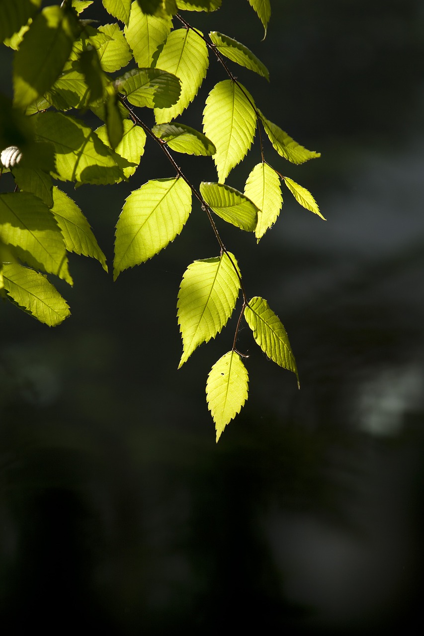 nature wood backlight free photo