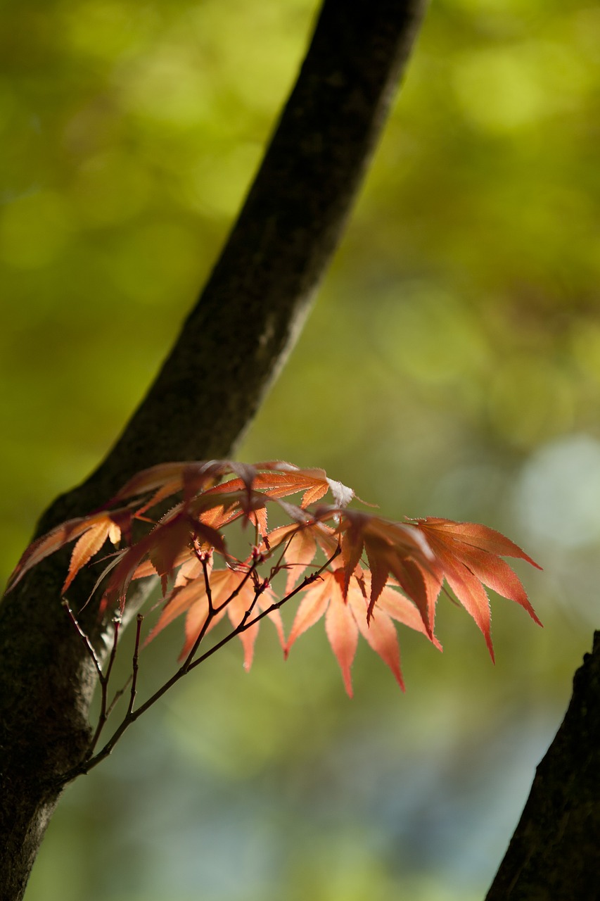 nature wood backlight free photo