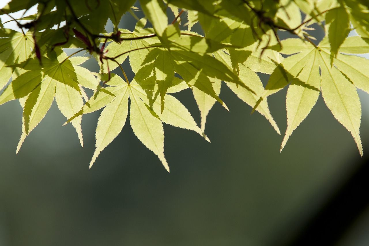 nature wood backlight free photo