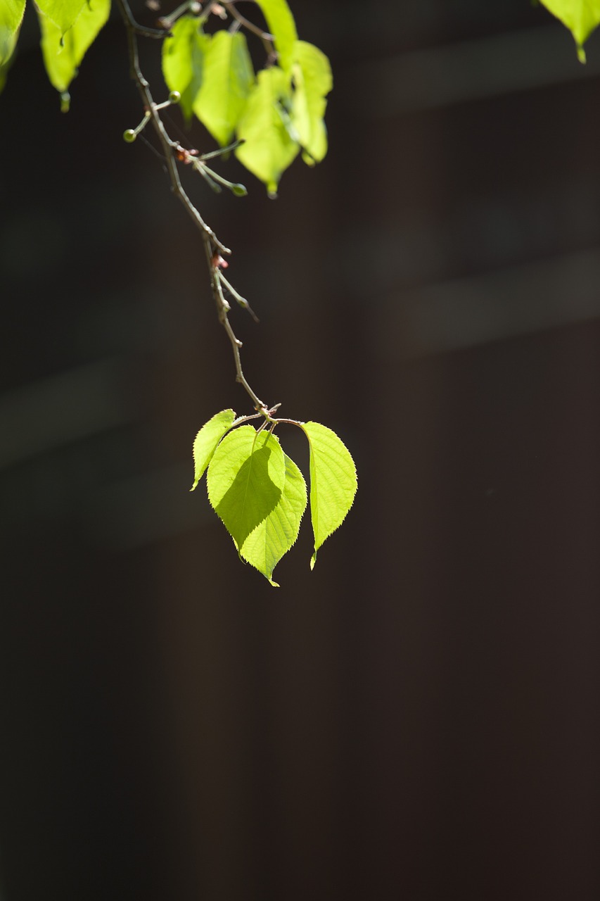 nature wood backlight free photo