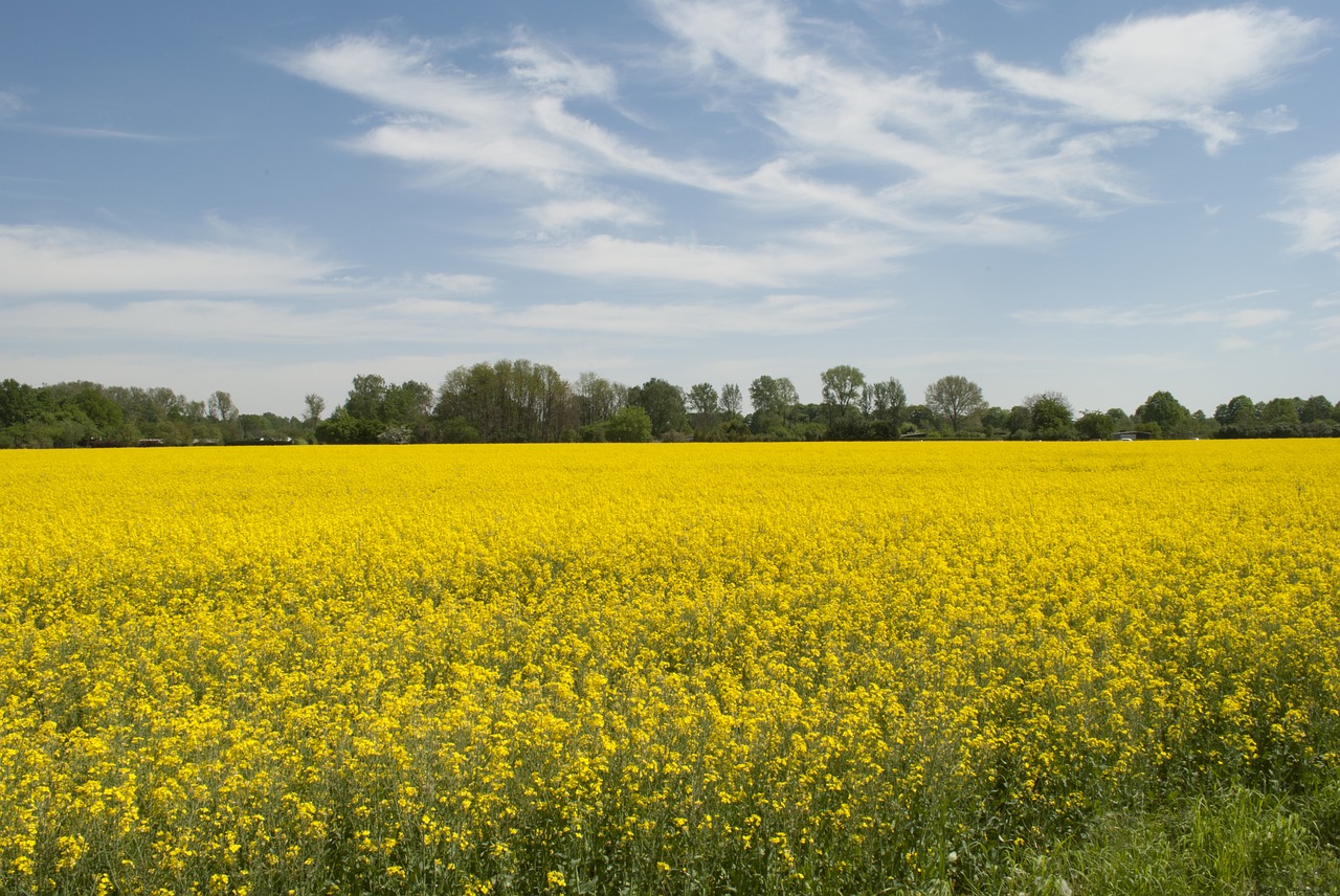 nature landscape rapeseed oil free photo