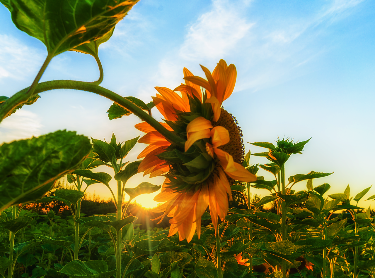 nature sun flower summer free photo