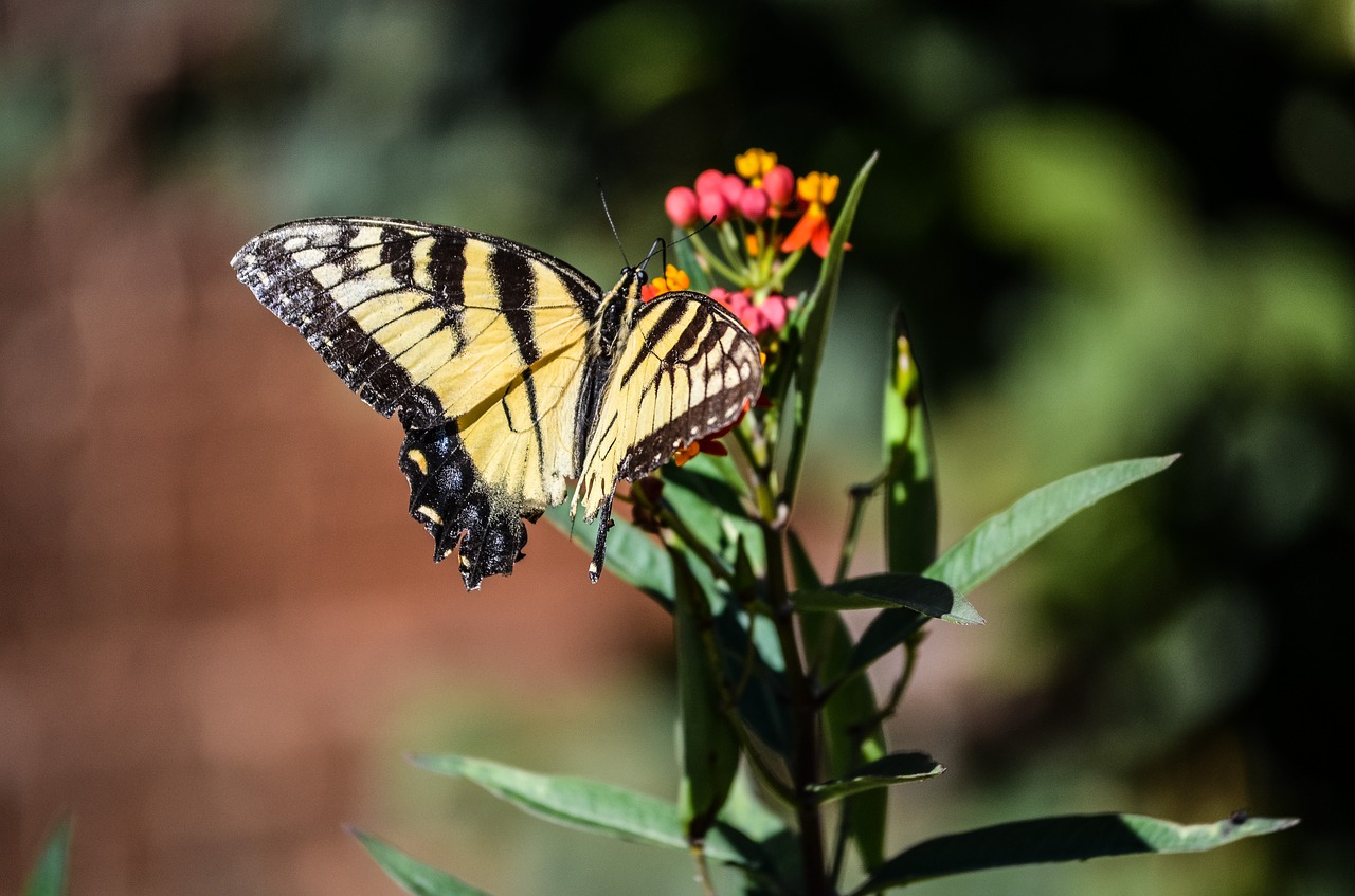 nature butterfly flower free photo