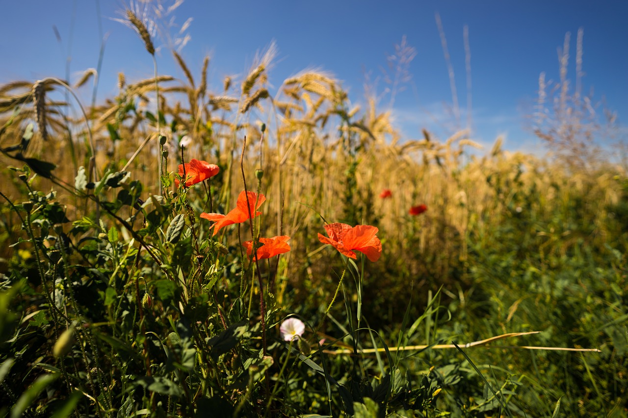 nature poppy red poppy free photo