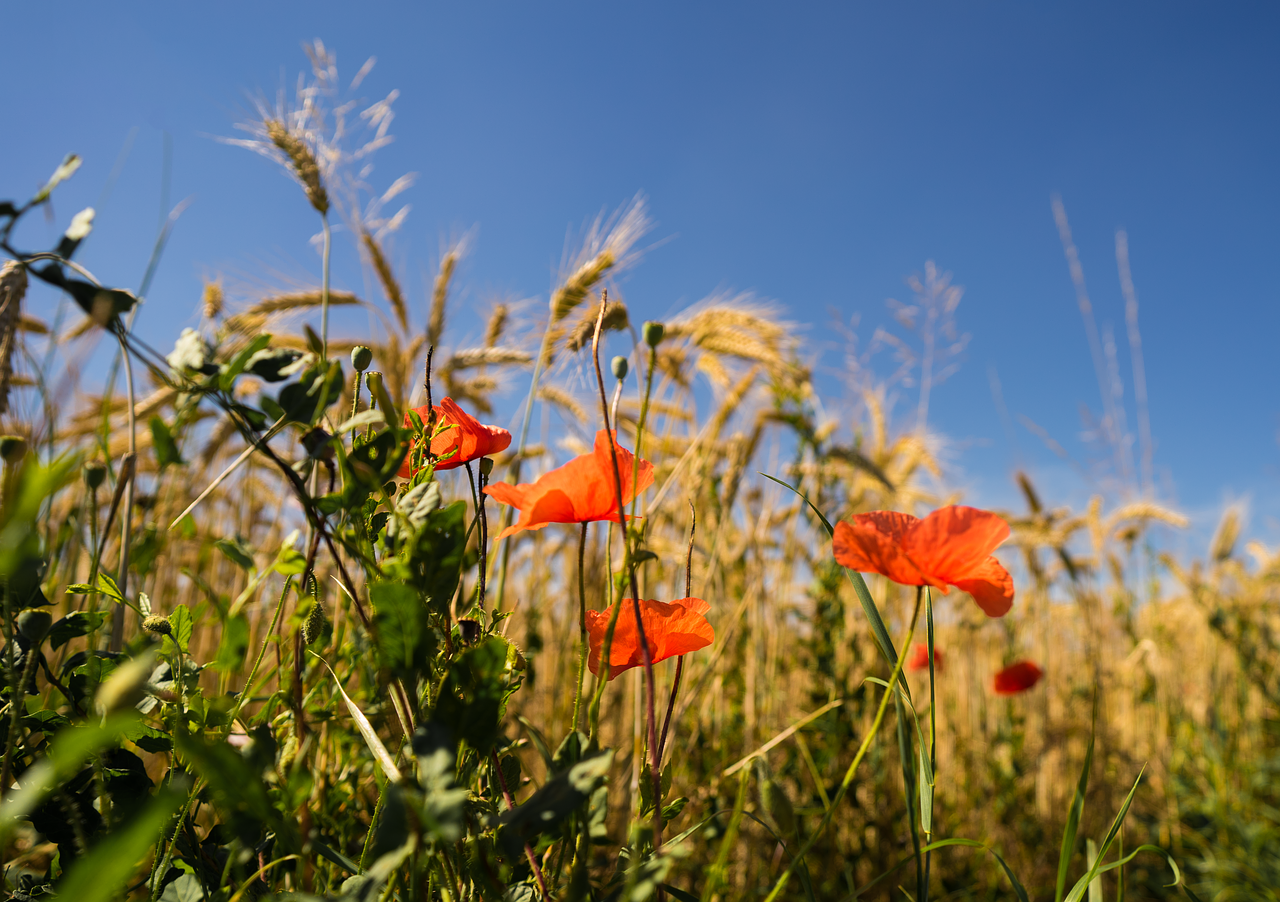 nature poppy red poppy free photo