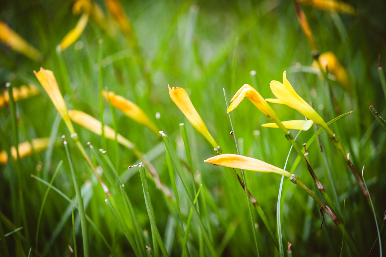 nature flower grass free photo