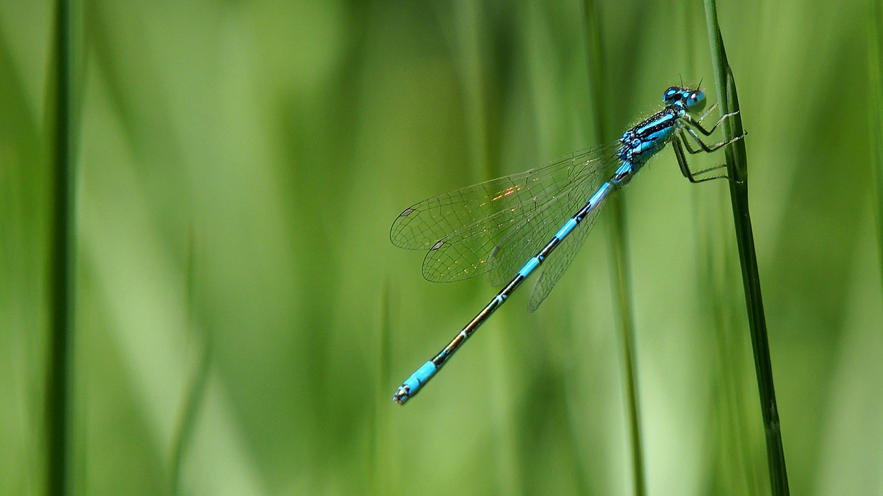 nature insects dragonfly free photo