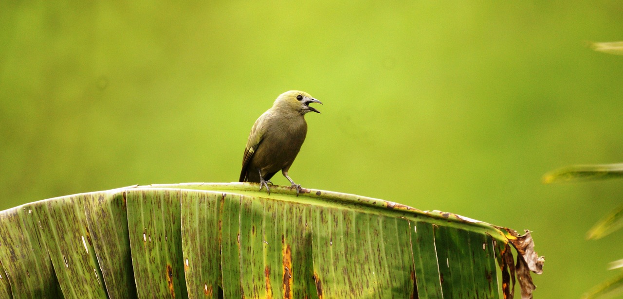 nature wild birds free photo