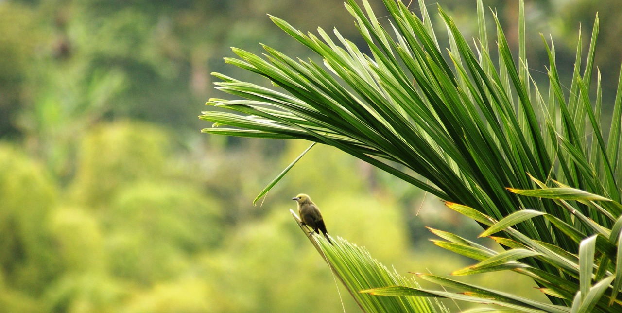 nature wild birds free photo