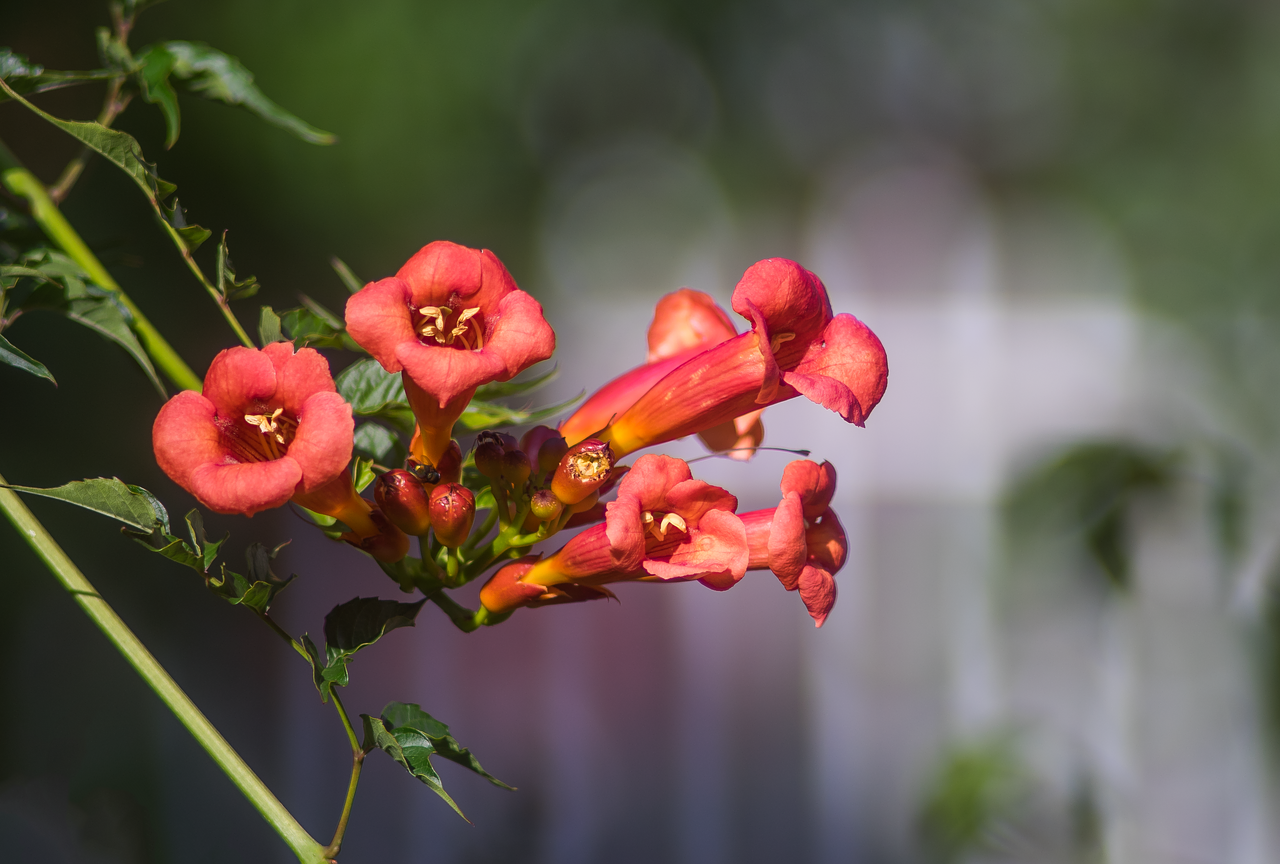 nature blossom bloom free photo