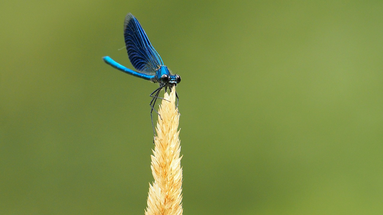 nature insects dragonfly free photo