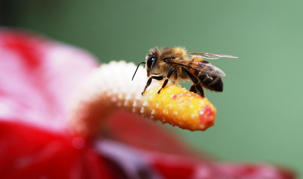 nature insects flying quindio free photo