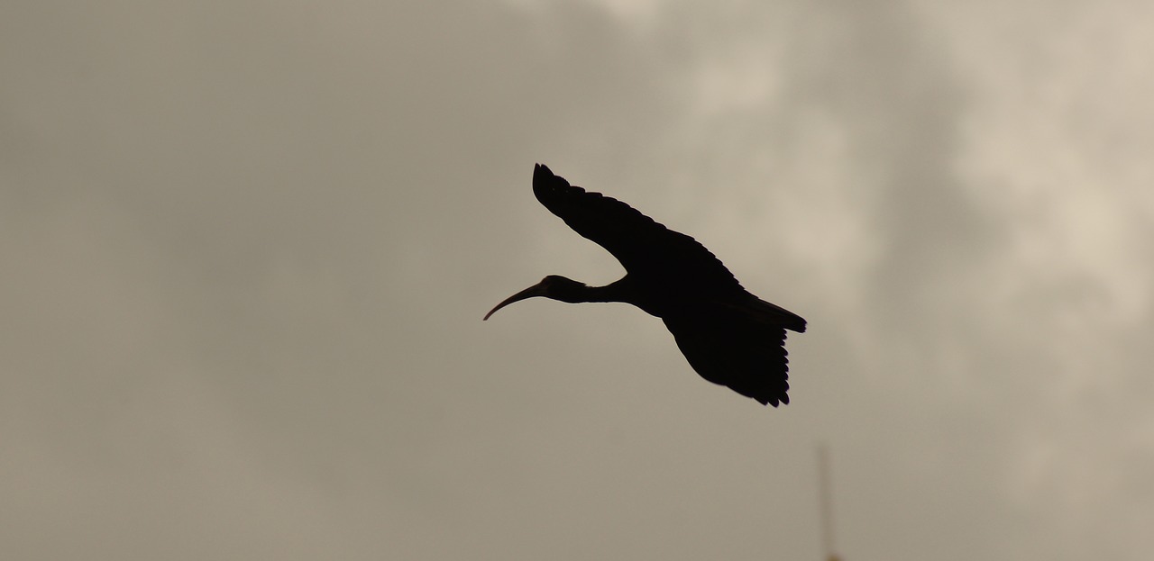 nature birds circassia free photo