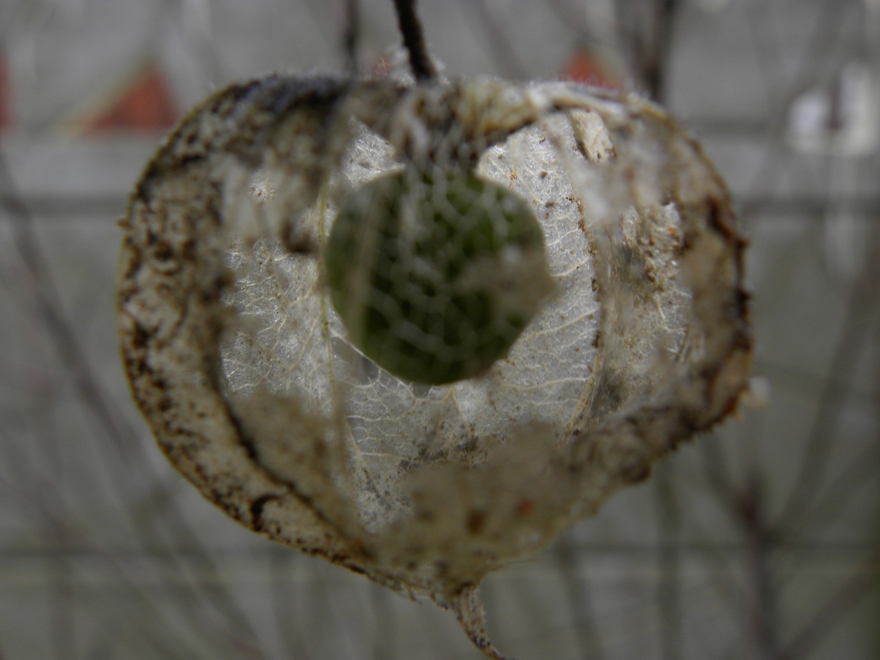 nature fruit immature free photo