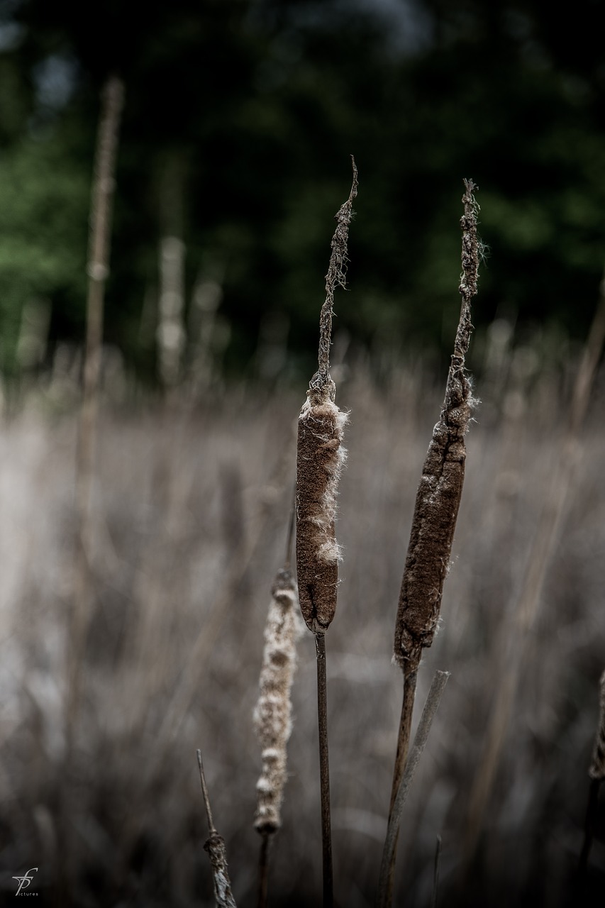 nature lake photography free photo