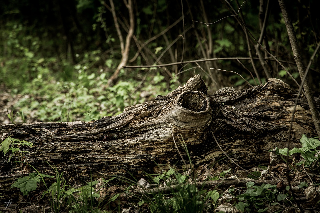 nature lake photography free photo