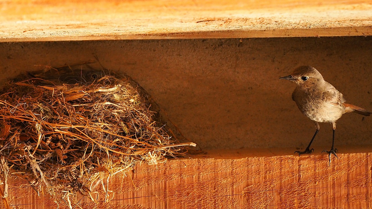 nature birds nest free photo