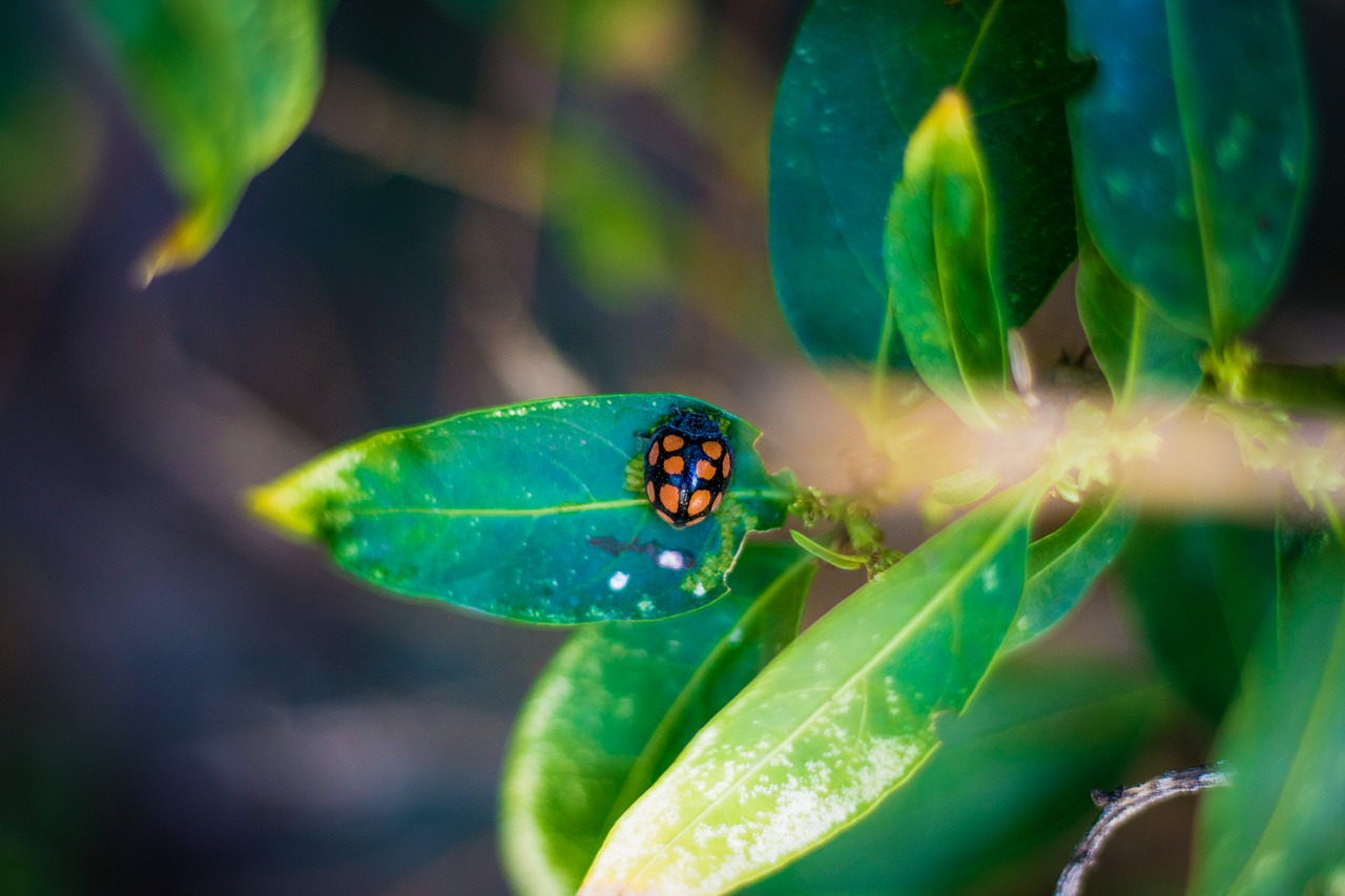 nature green bug free photo